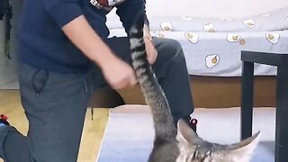 Pet training programme