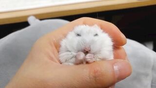 I got a little baby hamster!!!