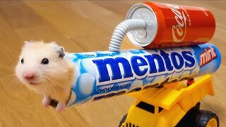 Never ever trust your HAMSTER with COLA and MENTOS very naughty