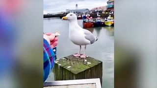 Funniest Animals Videos 2 !