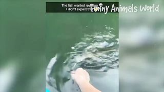 Funniest Cats And Dogs Videos ???? - Best Funny Animal Videos 2023 ???? #19