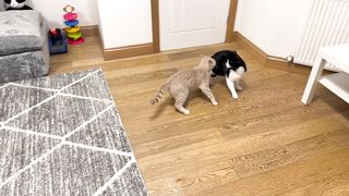 Kitten Vs Older Cat || When Kitten Energy and Age Clash