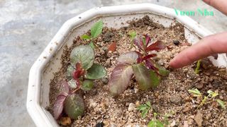 Try planting roses branches