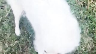 Dog video with awesome weather