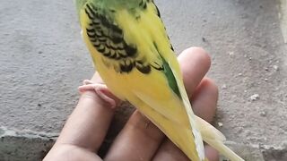 Love bird 2