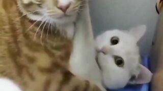 Só love