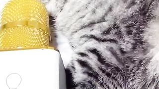 Wild Animal Sounds In Nature: Elephant, Rooster, Cow, Horse, Dog, Hen, Duck,... | Animal Moments