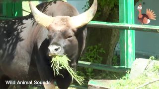 Cute Animal Sounds around us: Cow, Goat, Ostrich, Leopard, Chicken, Dog, Buffalo | Animal Moments