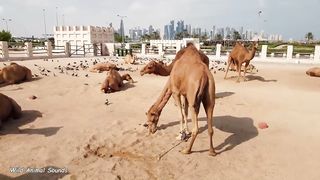 Wild Animal Sounds In Nature: Elephant, Rooster, Cow, Horse, Dog, Hen, Duck,... | Animal Moments 2