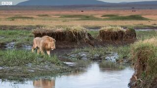 Lion Trapped by Clan of Hyenas