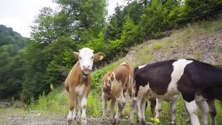 0:02 / 39:28  •   Wild Animal SSounds: Horse, Cow, Duck, Dog, Hen, Cat, Elephant,... | Animal Moments