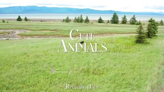 Cute Baby Animals 4K ???? from Around The World with Peaceful Relaxing Music - 4K Video HDUltra
