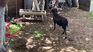 O bodinho bota é pra lascar kkkkk