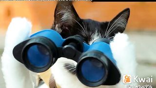 New cat mision best fight # amazing video 2023 v