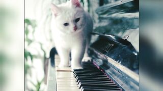 Animal playing