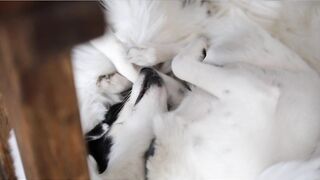Animal playing 2