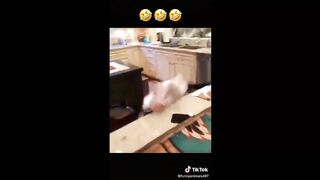 Best funny animal compilation