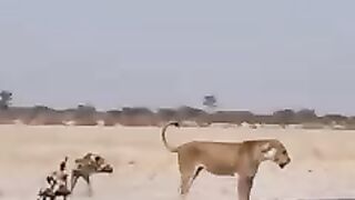 Animal 8