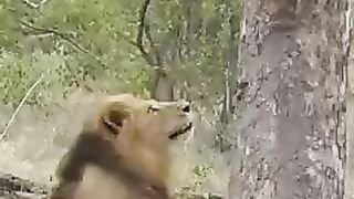 Lion shikar