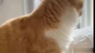 Funny Cat Sound Chatty Cat #viral #views #febspot