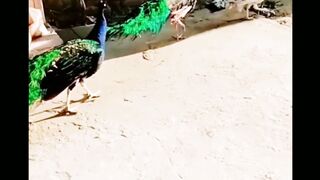 Peacock Opening Feathers | Beautiful White Peacock and Green Peacock
