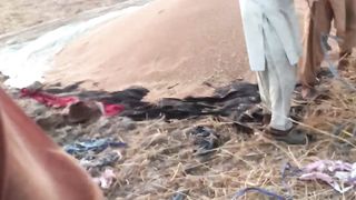 Pakistan wloga gandam ki katiy please like