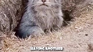 Funny cats compilation????