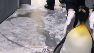 Funny penguins compilation????????