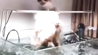 Funny cats ???????? 3