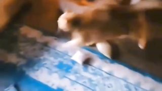 Cutest cats compilation