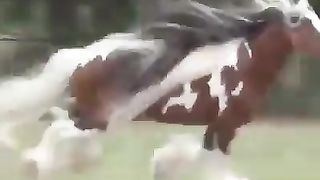 Beautiful  status video