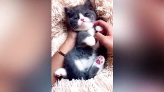 Funniest Animal Videos ???? - Best Funny Dogs And Cats Videos