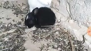 Rabbit baby video 2