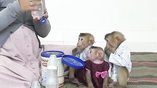 Mom Very Careful & Gentle Feed Nutrient Milk For Three Siblings Early Morning