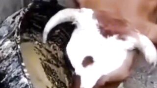 Animals clip