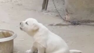 Best Funny Animal Videos 2022 - Funniest Cats And Dogs Video 2