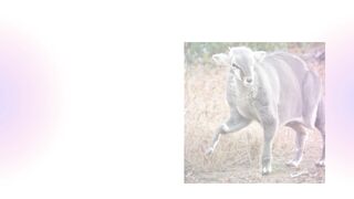 Hybrid Animals