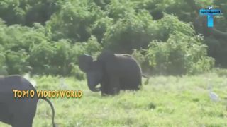 Top 20 Cute And Funny Baby Elephant Videos Compilation
