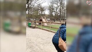 Funny Llama Moments - llama spitting - Try Not To Laugh