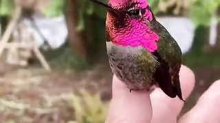 Lovely bird