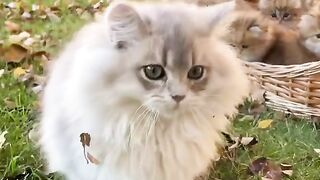 Cute kittens video