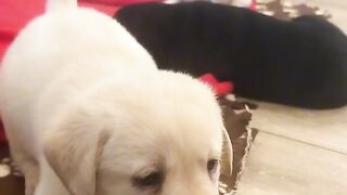 Look at this cute puppy reaction ????
