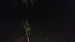 #funny Dog video 2