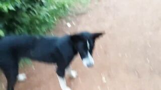 Hungry Black Dog Eating Biscuits