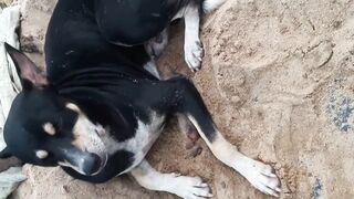 Family Dog Funny Video 2020