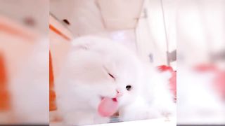 Funny cat video 8