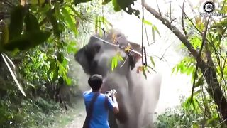18 Crazy Elephant Charges at Cars and Tours in a crazy wild animal