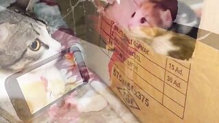 CATS WORLD 23