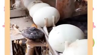 MACHINE SHORTING OUT BAD EGGS.
