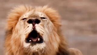 The King Lion 2